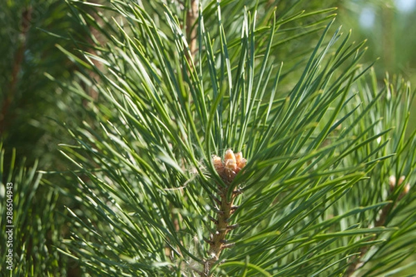 Obraz pine tree branch 