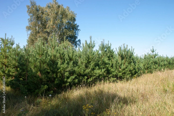 Obraz trees in the forest