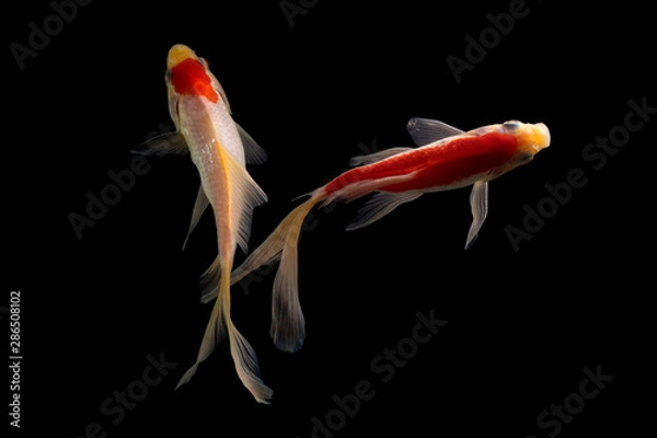 Fototapeta Koi fish Butterfly fresh Black background 