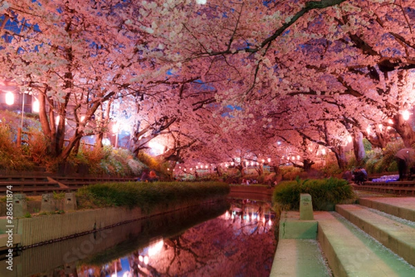 Obraz 日本の桜　夜桜花見