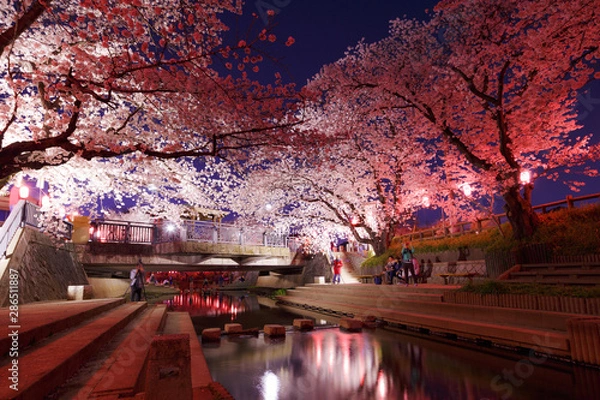 Obraz 日本の桜　夜桜花見
