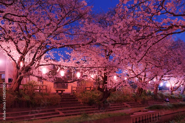 Obraz 日本の桜　夜桜花見