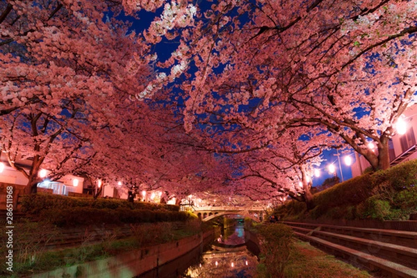 Obraz 日本の桜　夜桜花見