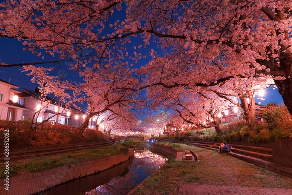 Obraz 日本の桜　夜桜花見