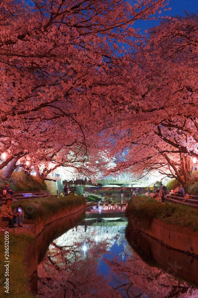 Obraz 日本の桜　夜桜花見