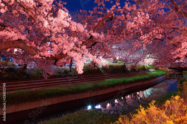 Obraz 日本の桜　夜桜花見