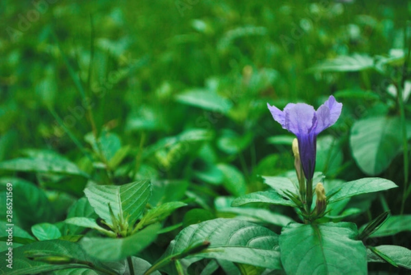 Obraz Ruellia tuberosa