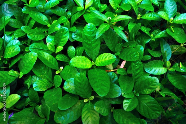 Obraz Ruellia tuberosa