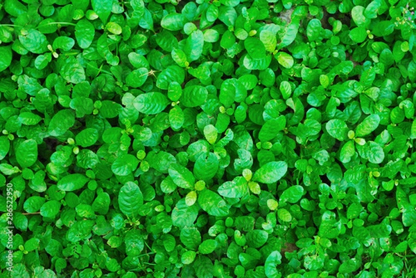 Obraz Ruellia tuberosa