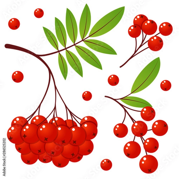 Obraz Rowan tree branch with leaves and berries. Vector illustration isolated on a white background. Mountain ash summer design. Bunch of mountain ash