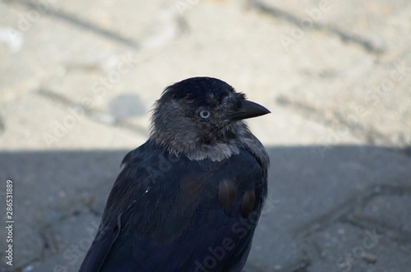 Obraz Jackdaw head in on a city street with paving slabs