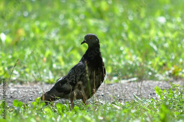 Fototapeta Dove stay at city park, green grass at background