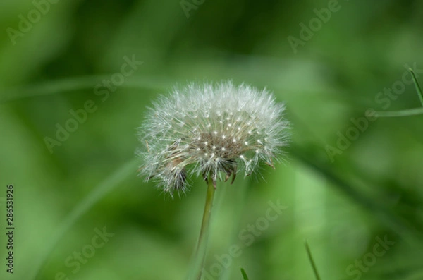 Fototapeta Blooming white dandelion on a leafs and grass in background