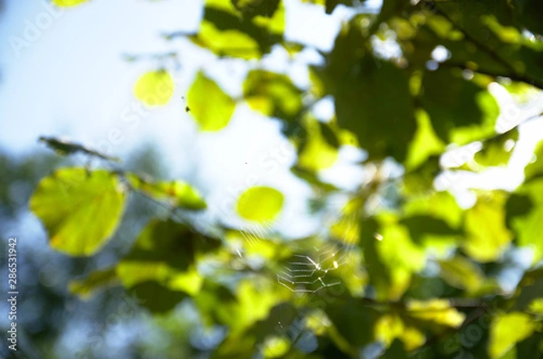 Fototapeta Spider web with a golden green plant leafs and blue sky at blurred background