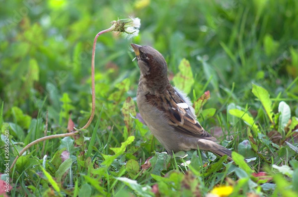 Fototapeta Sparrow eating dandelion seeds in a meadow, green blurred grass at background