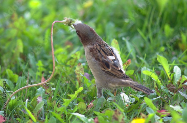 Fototapeta Sparrow eating dandelion seeds in a meadow, green blurred grass at background