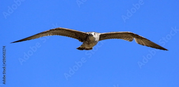 Fototapeta gaviota n