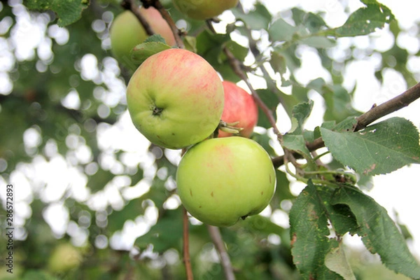 Fototapeta Ripe juicy red-green apples on a branch in a summer garden