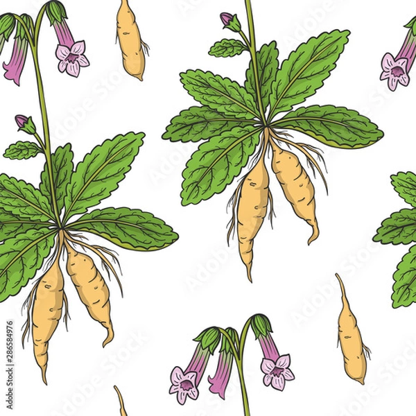 Fototapeta Rehmannia glutinosa (Sheng Di huang) seamless pattern.