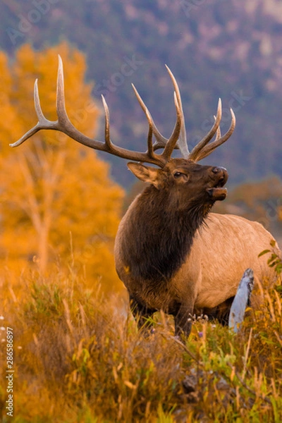 Obraz Brzęczący łoś