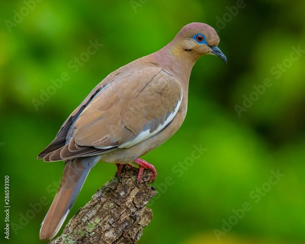 Obraz White winged dove