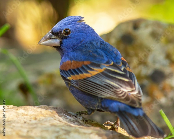 Obraz Blue grosbeak