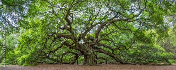 Fototapeta Słynny Angel Oak, położony we własnym parku na obrzeżach Charleston w Południowej Karolinie. Drzewo ma co najmniej 400 lat (niektórzy twierdzą, że 1500). Pokazano, że osoba daje perspektywę.