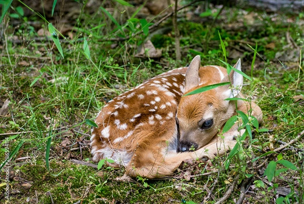 Fototapeta Newborn white-tailed deer fawn (Odocoileus  virginianus) hiding at woods edge while mother is off feeding.