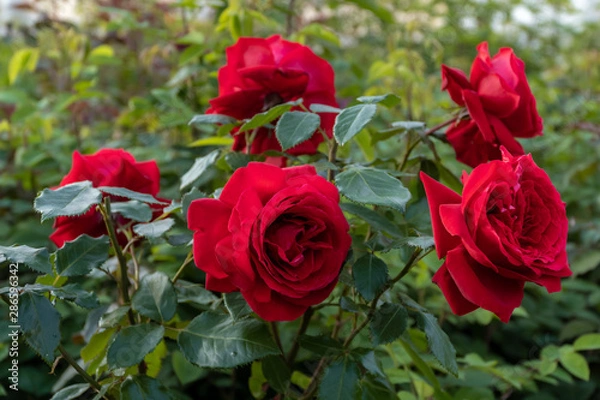 Fototapeta Beautiful Bush roses near the big Menshikov Palace in Oranienbaum Park.