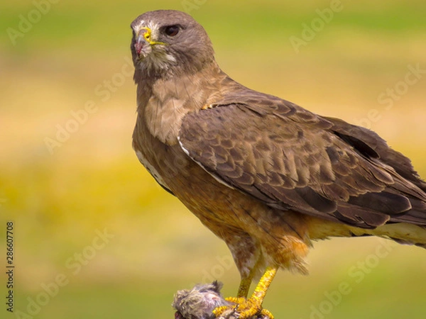 Fototapeta Hawks Hunt 8