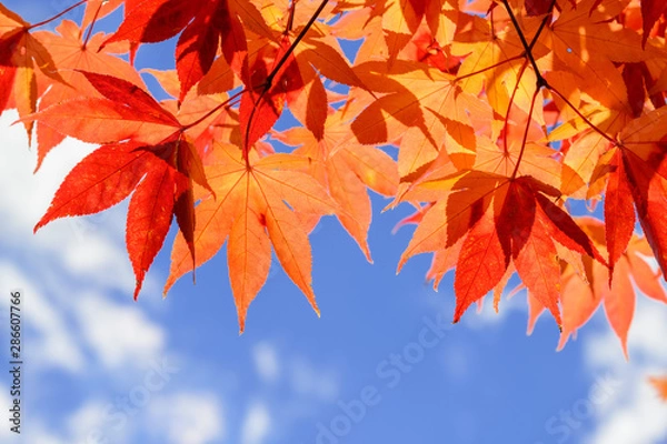 Obraz オオモミジの紅葉