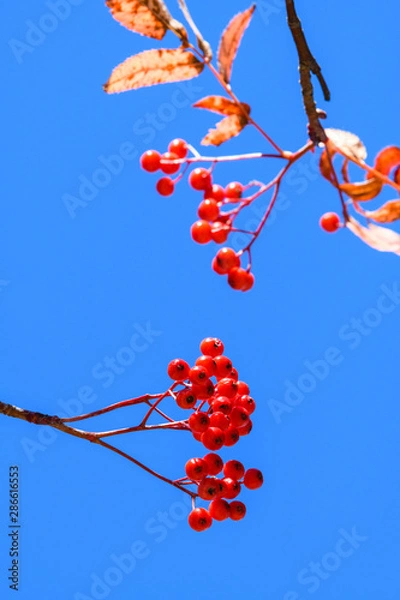 Obraz ナナカマドの実