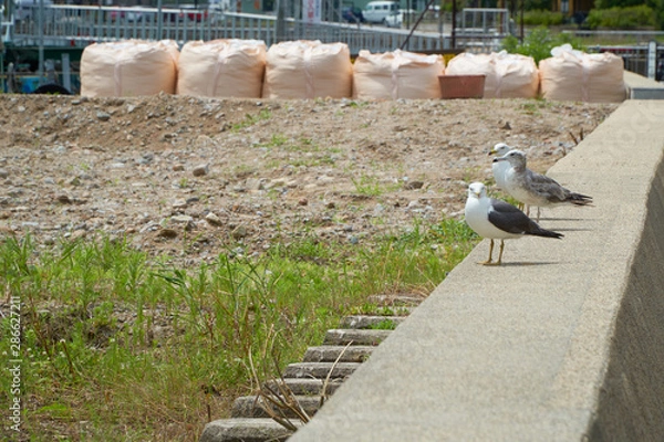 Fototapeta Close up shot of Seagull near the seashore