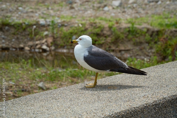 Fototapeta Close up shot of Seagull near the seashore