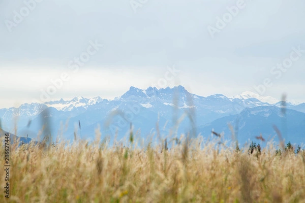 Obraz Swiss Mountains and Wheat