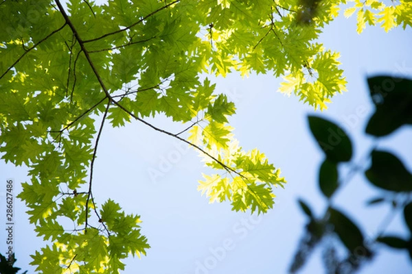 Obraz Oak Green Leaves