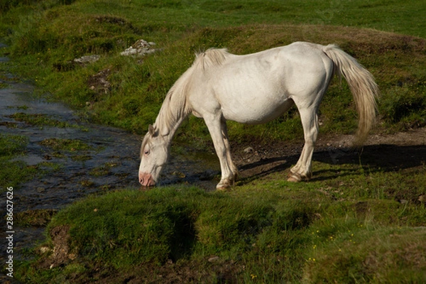 Obraz Cornwall Horse
