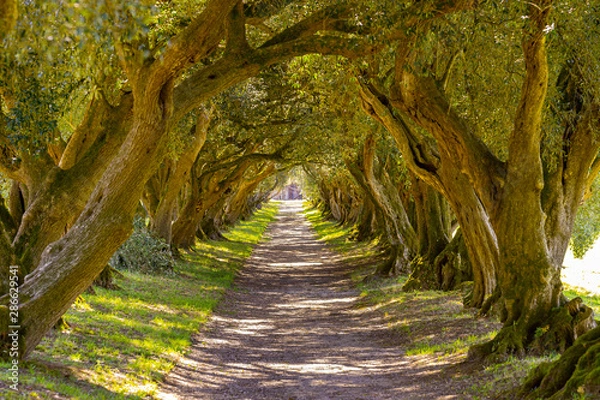 Obraz Túnel de olivos