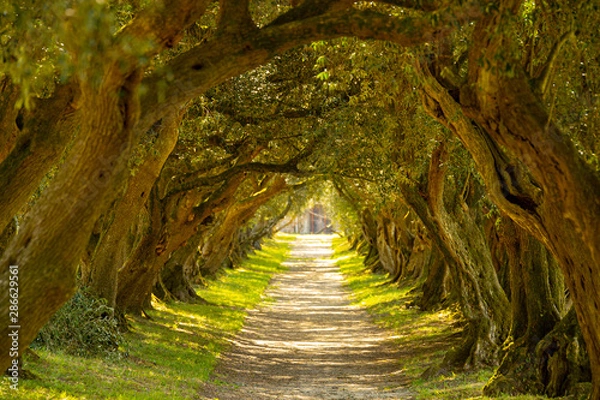 Obraz Túnel de olivos