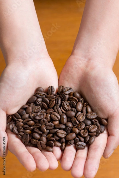 Obraz Woman's hands holding coffee beans