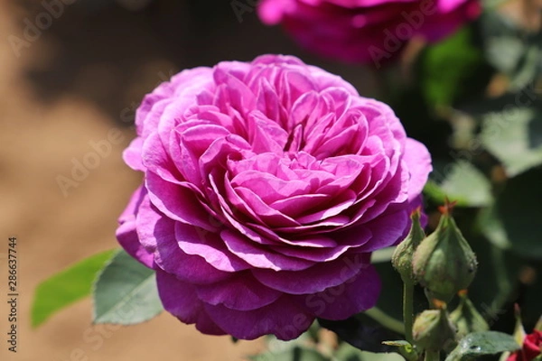 Fototapeta ハイディクルムローズ　ヴァイオレットピンクのバラ