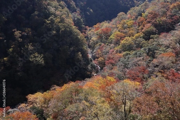 Obraz 紅葉した山
