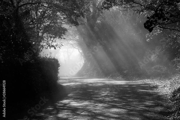 Fototapeta A first person view of a road with sunrays cutting through the mist, and creating beautiful trees shadows textures on the ground