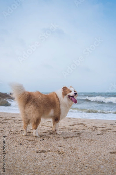 Obraz Shepherd dog playing on the beach