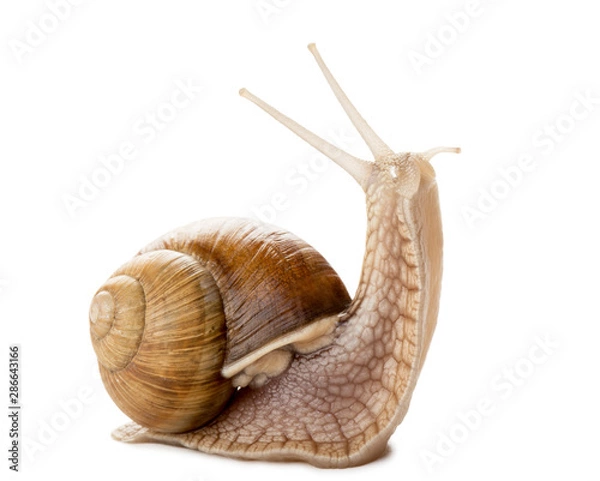 Fototapeta snail isolated on white background