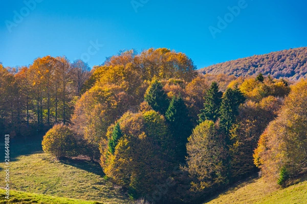 Fototapeta The plateau of Cansiglio
