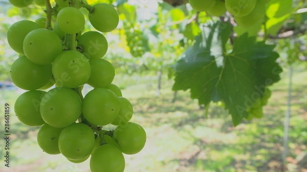 Fototapeta 日本のブドウ畑