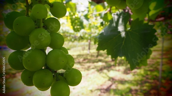 Fototapeta 日本のブドウ畑