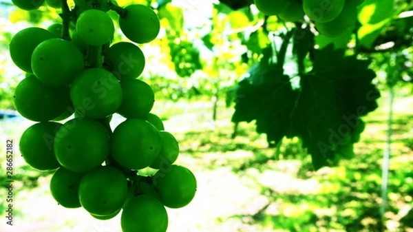 Fototapeta 日本のブドウ畑