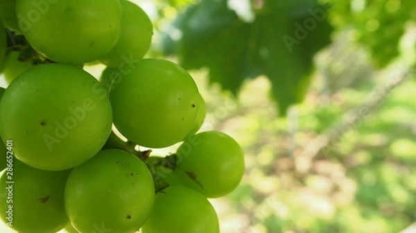 Fototapeta 日本のブドウ畑